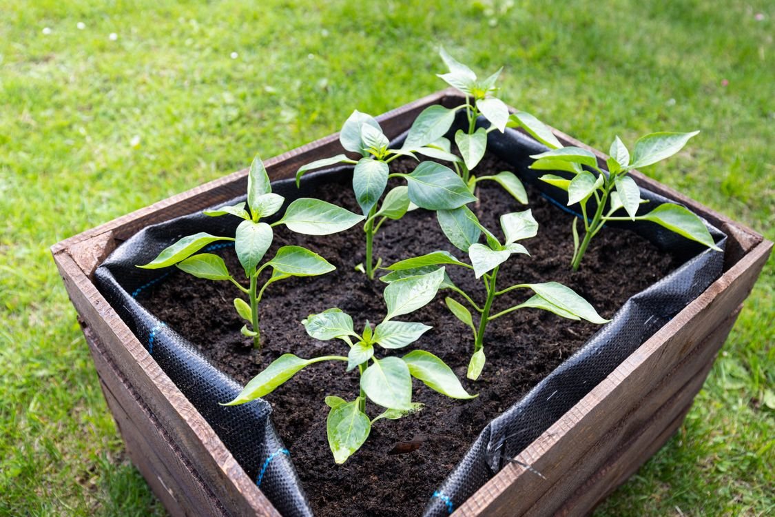 How to Grow Bell Peppers in Your Home Garden