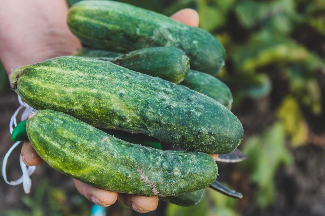 How to Grow Cucumbers in Your Garden