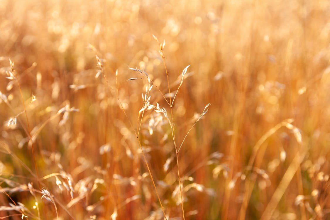 How to Plant Grass Seed for a Perfect Lawn