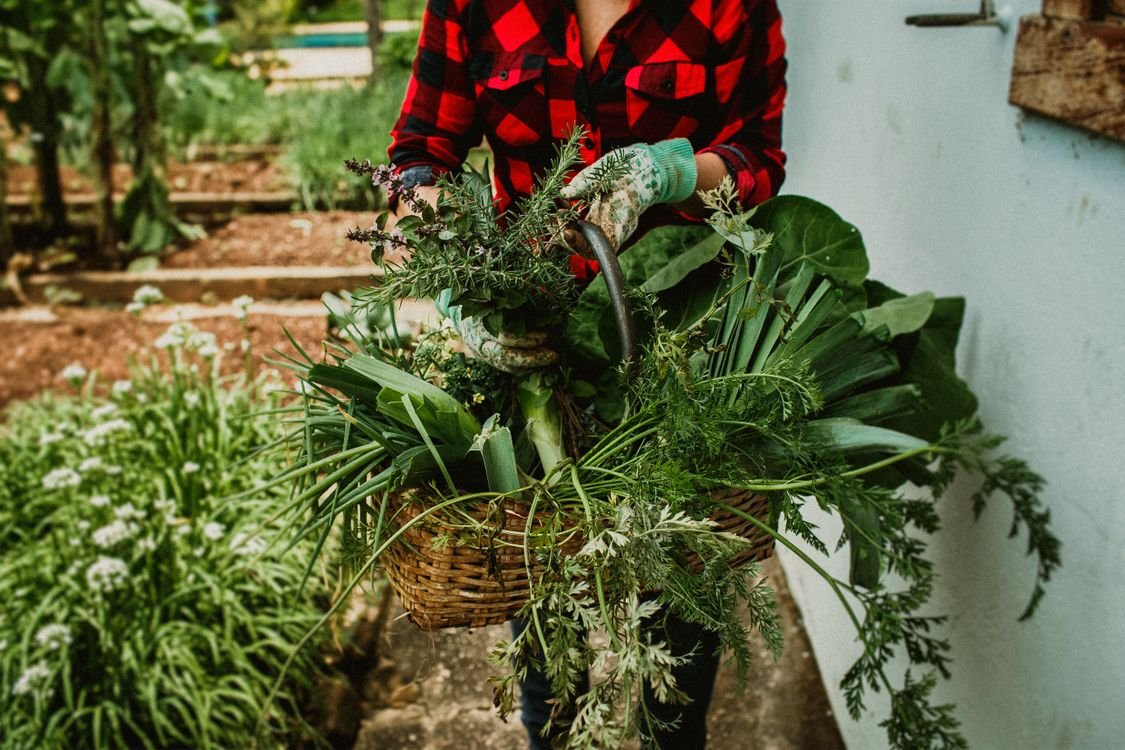 How to Grow Herbs in Your Garden or Pots