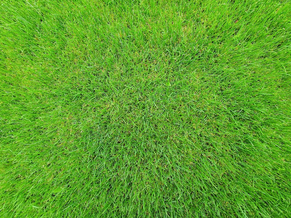 Beautiful green lawn