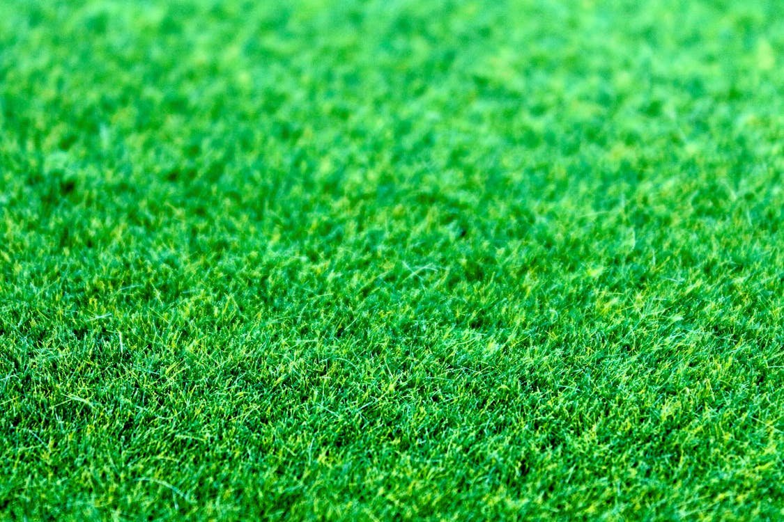 Organic Lawn Care: Natural Solutions That Actually Work