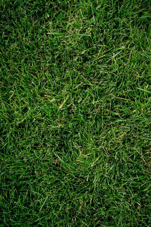 Common Lawn Pests and How to Control Them