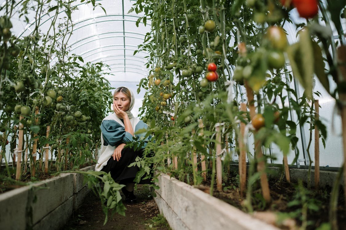 How to Grow Tomatoes: A Complete Guide for Beginners