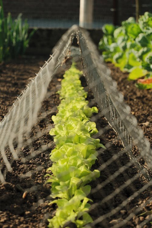 How to Grow Lettuce and Salad Greens at Home