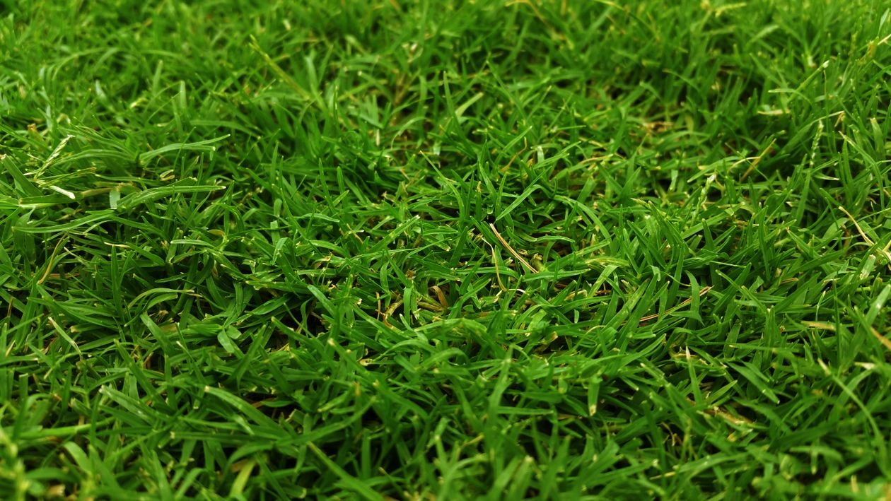 Winterizing Your Lawn: Essential Steps Before the Freeze