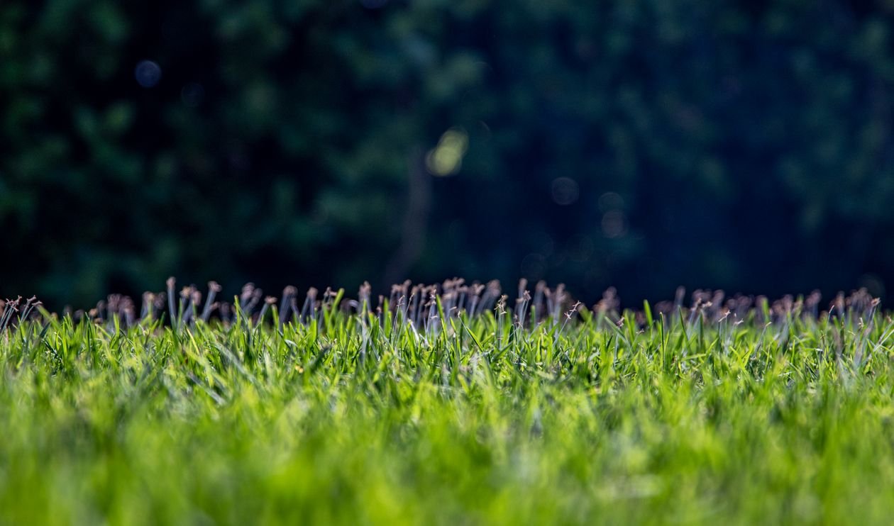 Zoysia Grass: Pros, Cons, and Care Tips